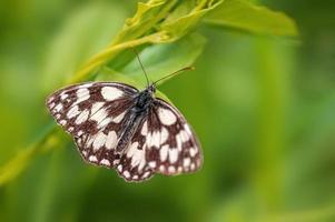 uno marmorizzato bianca è seduta su un' fiore nel un' prato foto