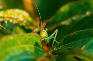 uno verde cavalletta si siede su un' foglia nel un' prato foto