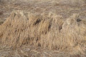 asciutto cannuccia struttura sfondo nel il riso campo foto