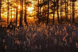 primavera nel il palude laghi foto