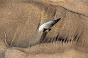 modelli nel il spiaggia sabbia foto