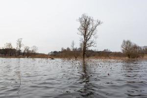 allagato prati nel primavera foto