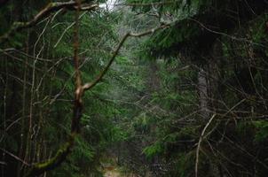 albero rami nel il foresta, buio abete rosso foresta nel il pioggia foto