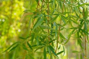 foglie verdi giovani di primavera dal salice. messa a fuoco variabile foto