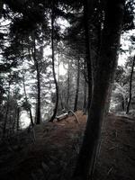 sfondo hutan pinus dan bangku kosong di bawahnya Bernuansa mistis foto