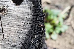 formica su il carbonizzato ceppo foto