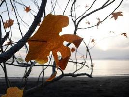 giallo fiori su il spiaggia foto