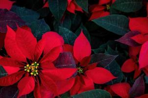 un preparativi di bellissimo stelle di Natale - rosso poinsettia o Natale stella fiore foto