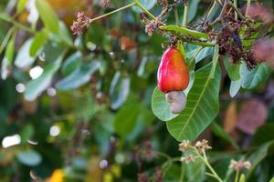 rosso anacardio e anacardio Noce è su il foglie d'albero di verde anacardi. foto