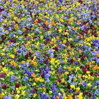 multicolore viola del pensiero fiori o viole del pensiero vicino su come sfondo o carta foto