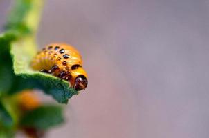 Colorado Patata scarafaggio larve mangiare foglia di giovane Patata foto