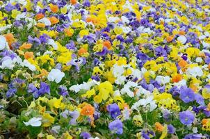 multicolore viola del pensiero fiori o viole del pensiero vicino su come sfondo o carta foto