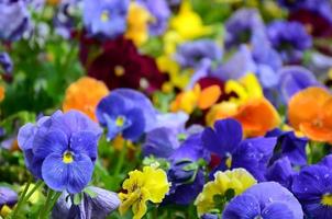 multicolore viola del pensiero fiori o viole del pensiero vicino su come sfondo o carta foto