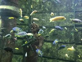 multicolore bellissimo pesce nuotare nel un acquario o subacqueo nel il oceano su un' corallo scogliera. concetto turismo, marino vita, immersione foto