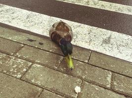 selvaggio uccello nel il città centro. il anatra sta su il marciapiede in attesa per il passaggio di trasporto. pedone attraversamento per persone e uccelli. anatra con grande giallo becco foto