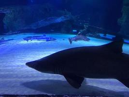 squalo nuoto tra un' scuola di pesce a il Georgia acquario foto