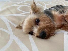 un' piccolo bellissimo soffice genere cane, casa animale domestico, yorkshire terrier con un' gioioso viso con grande nero occhi e un disteso lingua bugie addormentato su il letto foto