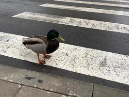 un' bellissimo grigio anatra uccello passeggiate su il asfalto a un' pedone attraversamento croci il strada nel un' grande città foto