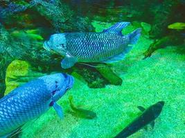 il acquario ha un' grande stagno per pesce. Grasso, grande pesce con argenteo bilancia nuotare su il fondale marino foto