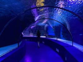 grande bellissimo il giro bicchiere tunnel sotto acqua nel il acquario con diverso pesce. concetto turismo, mare mondo, immersione foto