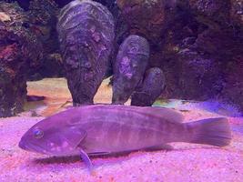 gigante cernia pesce nuoto nel buio acquatico ambiance foto