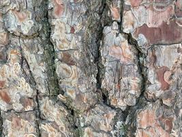 vicino su albero abbaiare struttura sfondo foto