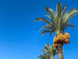 bellissimo palma alberi con verde soffice radicale succoso grande le foglie contro il blu cielo nel un' turista caldo orientale tropicale nazione meridionale ricorrere. indietro sfondo, struttura foto