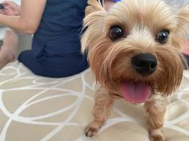 piccolo bellissimo soffice genere cane, casa animale domestico yorkshire terrier con un' gioioso viso con grande nero occhi e un allungata lingua foto