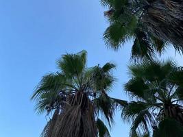 tropicale palma albero con sole leggero su blu cielo e bianca nube astratto sfondo foto