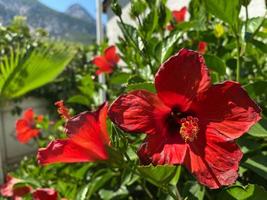 bellissimo sfondo con un' rosso fiore e verde impianti nel il parco foto