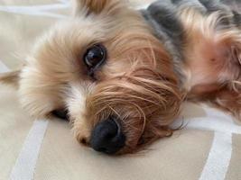 un' piccolo bellissimo soffice genere cane, casa animale domestico, yorkshire terrier con un' gioioso viso con grande nero occhi e un disteso lingua bugie addormentato su il letto foto