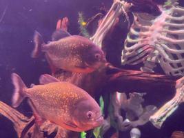 piranha pesce e umano scheletro subacqueo astratto composizione foto