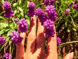 viola muscari su verde, lungo steli. primavera fiori. Bellissima, delicato, morbido fiori. ragazza Tenere un' muscari ramo nel sua mani foto