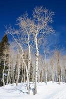 pioppo tremolo alberi nel il neve su il invernale versante con blu cieli per contrasto con il bianca abbaio. foto