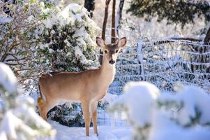 un' giovane cervo nel il neve coperto foresta guardare per cibo su un' congelamento freddo d'inverno giorno. foto