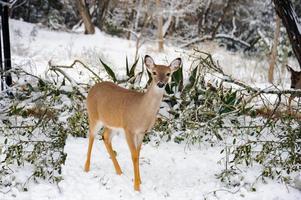 dalla coda bianca daino nel il neve e un' freddo d'inverno giorno nel il foresta. foto