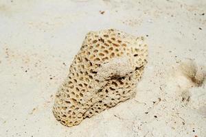 viaggio per isola KOH larn, Tailandia. il pietra a partire dal il conchiglie su il sabbia spiaggia. foto