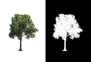 singolo albero con ritaglio sentiero e alfa canale su nero sfondo foto