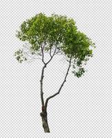 albero su trasparente immagine sfondo con ritaglio sentiero foto