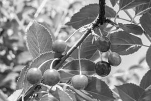 fotografia su tema bellissimo frutta ramo ciliegia albero foto