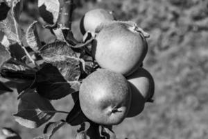 fotografia sul tema bellissimo albero di frutta ramo di melo foto