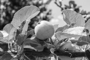 fotografia sul tema bellissimo albero di frutta ramo di melo foto