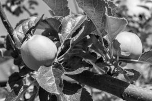 fotografia sul tema bellissimo albero di frutta ramo di melo foto