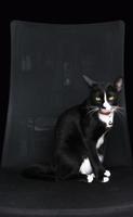 nero gatto su nero poltrona foto