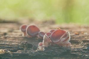 legna funghi prosperare su morto o Esposto alle intemperie legna contro un' meravigliosamente sfocato sfondo foto