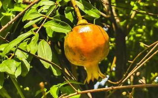 Melograno melograni crescere su il albero nel puerto escondido Messico. foto