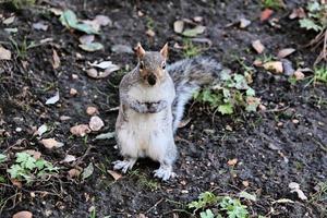 un' Visualizza di un' grigio scoiattolo foto