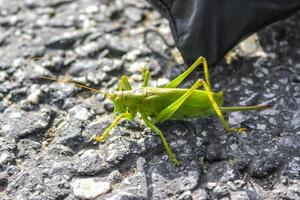 enorme grande verde cavalletta insetto strisciando su terra erba Germania. foto