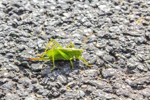 enorme grande verde cavalletta insetto strisciando su terra erba Germania. foto