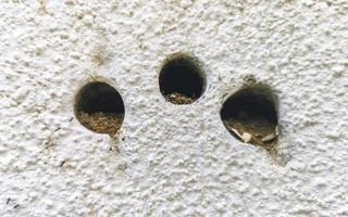 molti minuscolo formiche strisciare su il parete puerto escondido Messico. foto